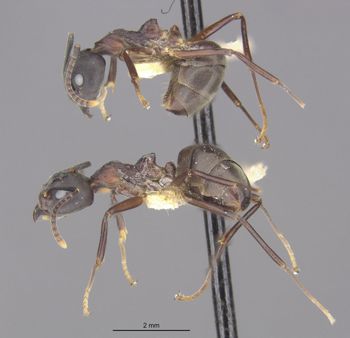 Media type: image;   Entomology 21215 Aspect: hala